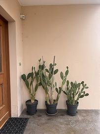 Cactus Opuntia – piante grandi ornamentali