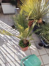 Cycas messicana