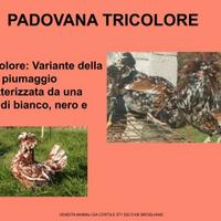 Galline ornamentali padovana tricolore