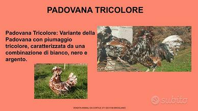 Galline ornamentali padovana tricolore