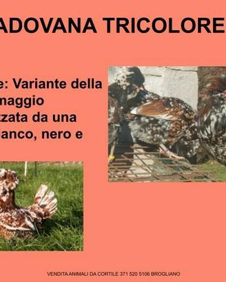 Galline ornamentali padovana tricolore