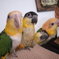 Caicco testa nera e testa gialla