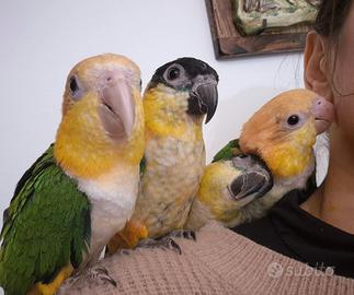 Caicco testa nera e testa gialla