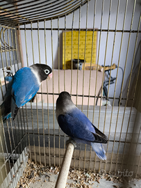 Pappagalli inseparabili personata coppia adulta