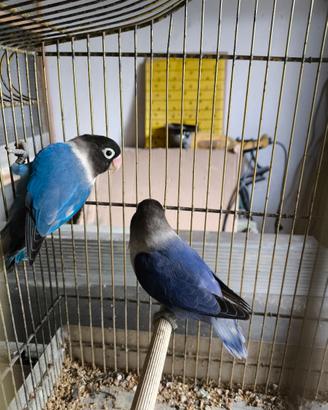 Pappagalli inseparabili personata coppia adulta