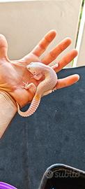 Geco Leopardino