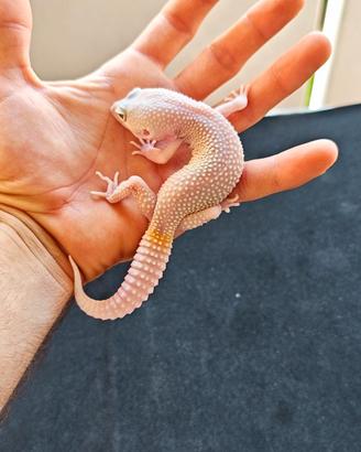 Geco Leopardino