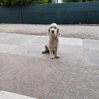 Setter inglese Cucciolo