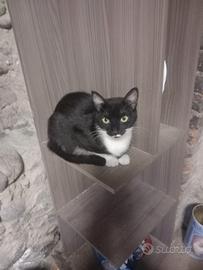 Gattine femmine