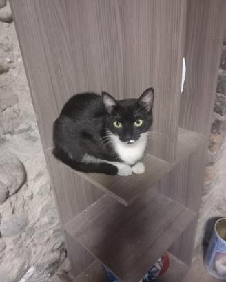 Gattine femmine