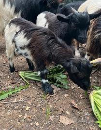 Coppia di capre tibetane