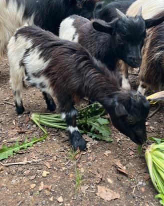 Coppia di capre tibetane