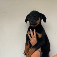 Cucciolo di Rottweiler