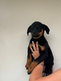 Cucciolo di Rottweiler