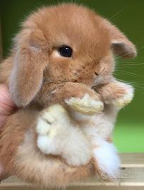conigli nani ariete mini lop 