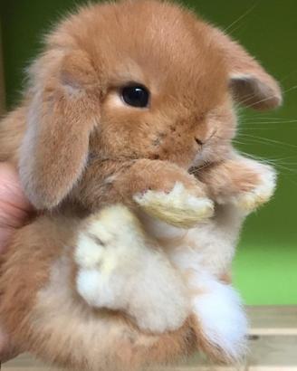 conigli nani ariete mini lop 