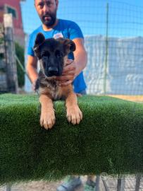 Cuccioli di pastore tedesco