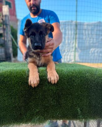 Cuccioli di pastore tedesco