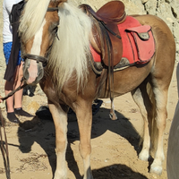 Evelignese haflinger