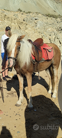 Evelignese haflinger