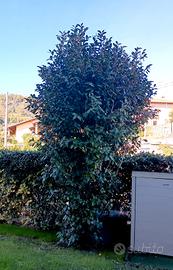 Camelia fiori biancorossi 