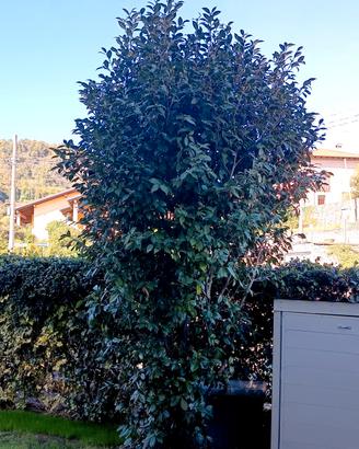 Camelia fiori biancorossi 