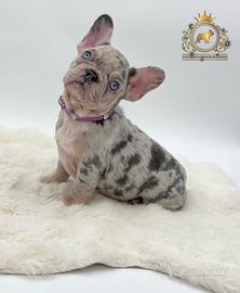 Sublime principessina bulldog francese Lilac merle