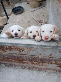 Cuccioli maremmano incrocio bulder coll