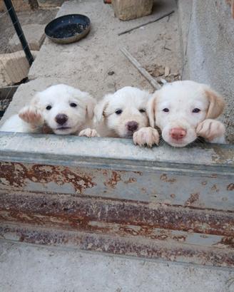 Cuccioli maremmano incrocio bulder coll