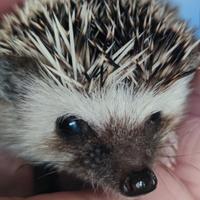 Riccio africano albiventrix