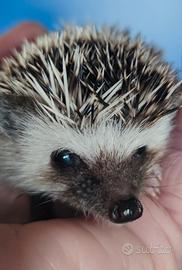 Riccio africano albiventrix