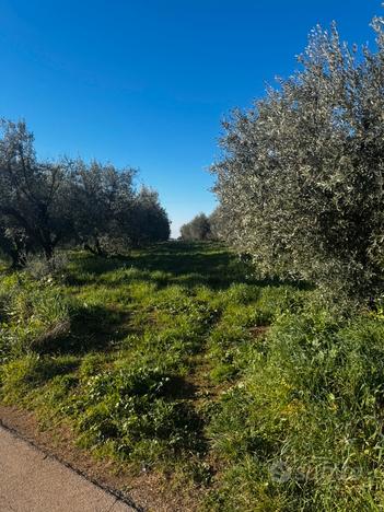 Terreno agricolo 15000 mt