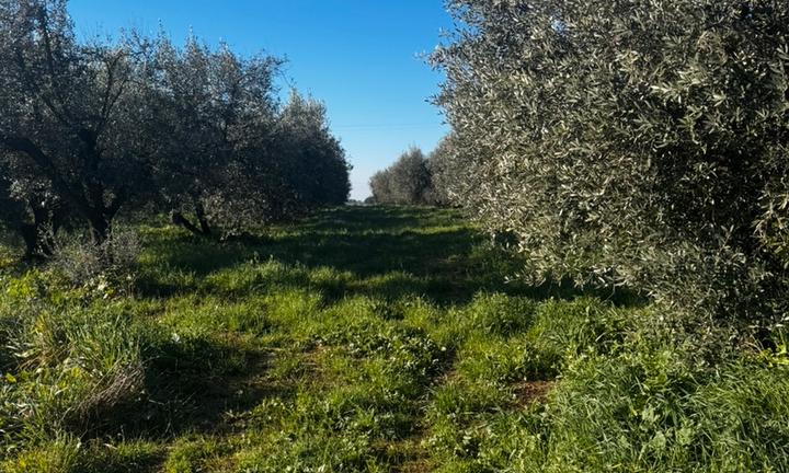 Terreno agricolo 15000 mt