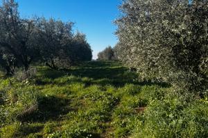 Terreno agricolo 15000 mt