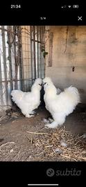 Galline moroseta pure razza americana