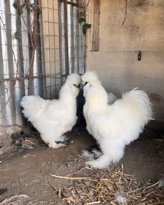 Galline moroseta pure razza americana