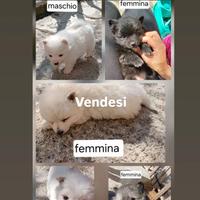 Volpini