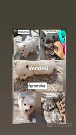 Volpini