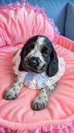 Cucciolo cocker spaniel inglese
