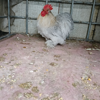 Gallo cocincina grigio perla