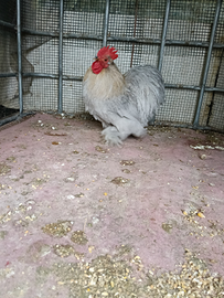 Gallo cocincina grigio perla