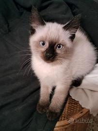 Cuccioli gatti siamesi