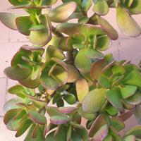 CRASSULA OVATA - ALBERO DI GIADA