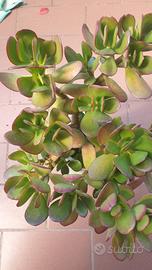 CRASSULA OVATA - ALBERO DI GIADA