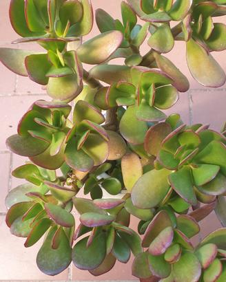 CRASSULA OVATA - ALBERO DI GIADA
