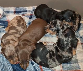 Bassotto tedesco nano