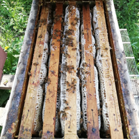 Api regine svernanti