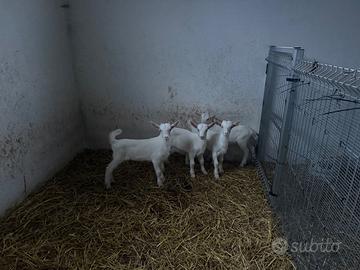 Animali capre