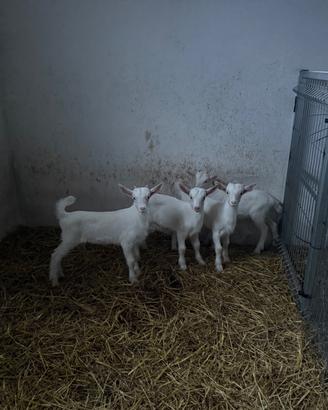 Animali capre
