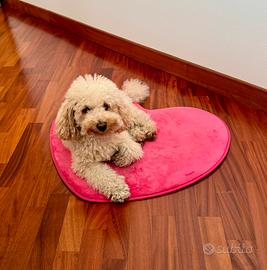 Spero di trovare fidanzata zona Treviso/ Venezia